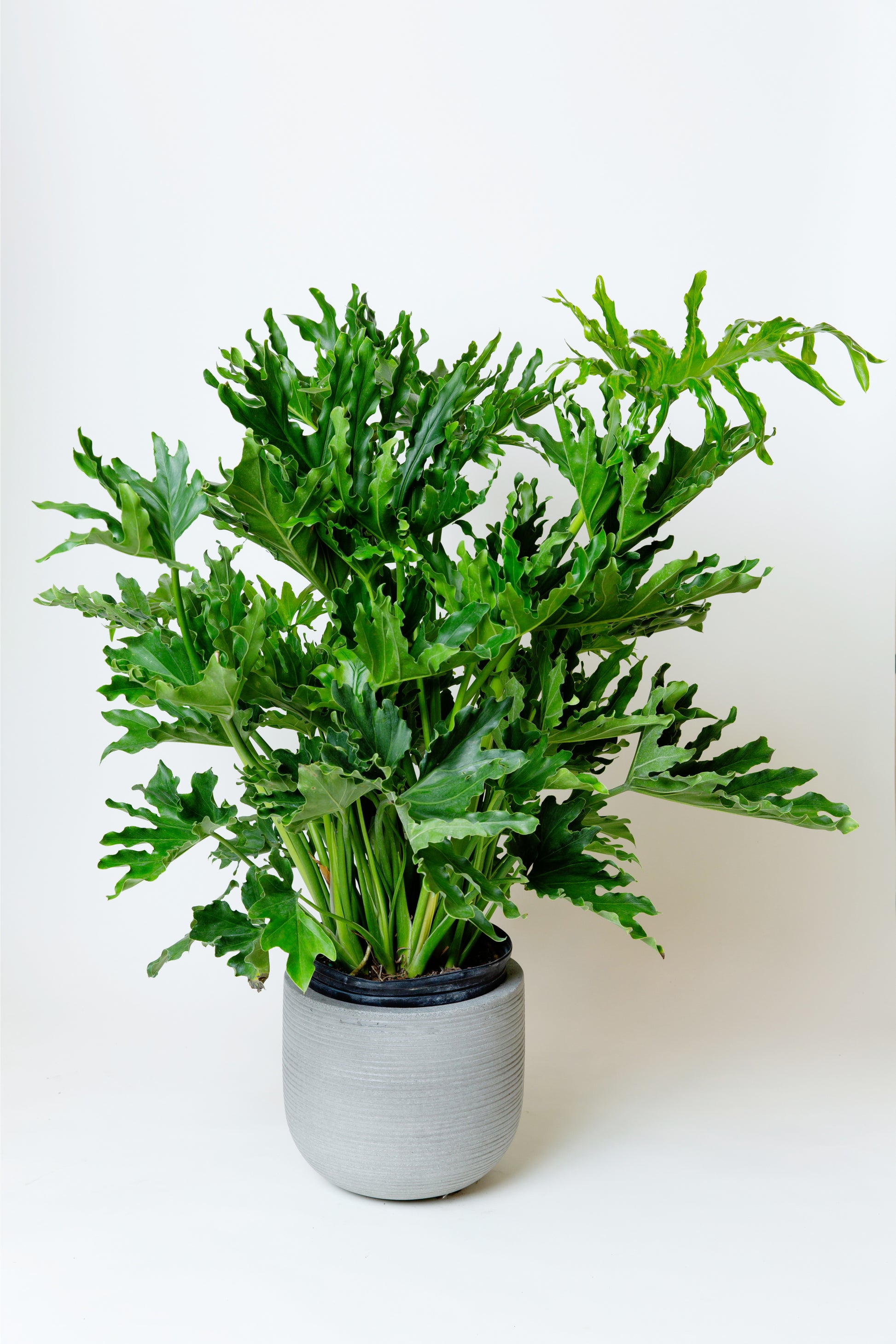philodendron bipinnatifidum Philodendron Selloum (LadyTree)