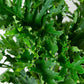 Philodendron Selloum (LadyTree) | Thaumatophyllum Bipinnatifidum