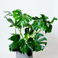 Monstera Deliciosa Plant | Split-leaf Philodendron