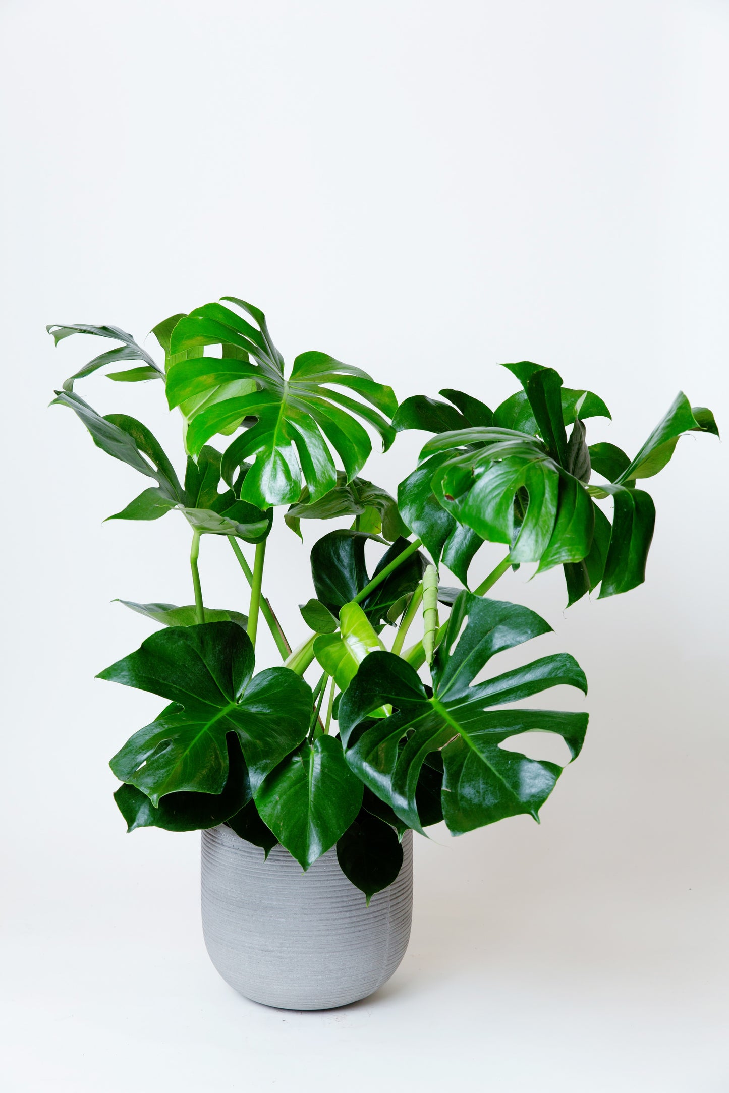 Monstera Deliciosa Plant | Split-leaf Philodendron