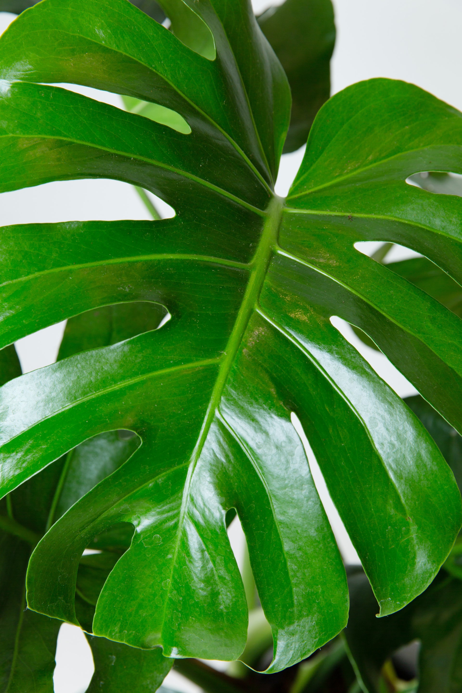 split leaf monstera plant Monstera Deliciosa Plant