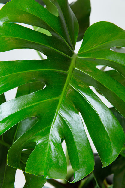 Monstera Deliciosa Plant | Split-leaf Philodendron