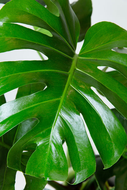 split leaf palm plant Monstera Deliciosa Plant