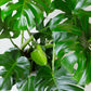 Monstera Deliciosa Plant | Split-leaf Philodendron