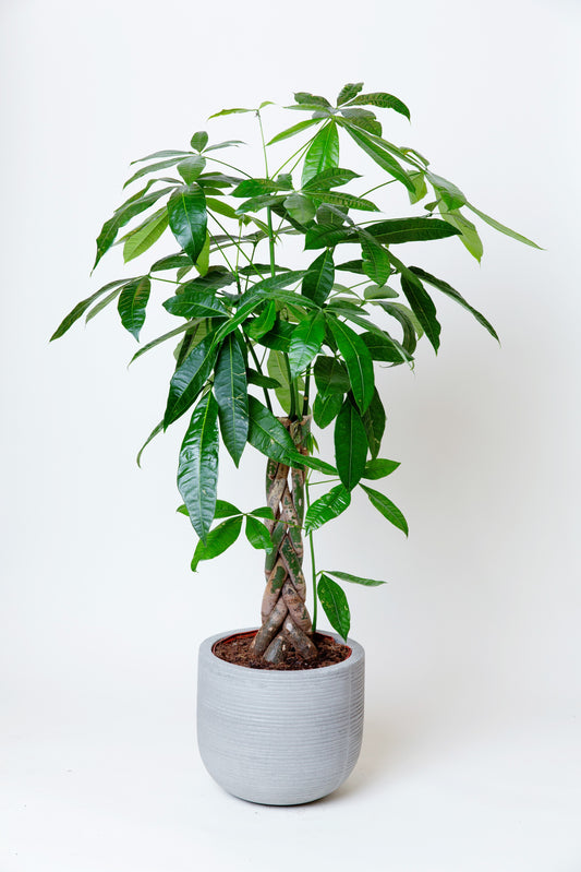 Money Plant - Large