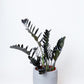 ZZ Raven | Zamioculcas Zamiifolia