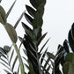 ZZ Raven | Zamioculcas Zamiifolia