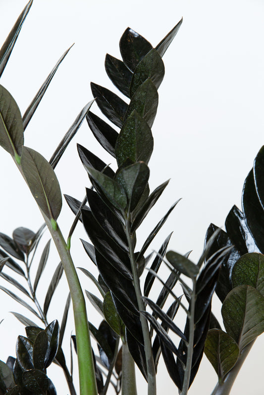 ZZ Raven | Zamioculcas Zamiifolia