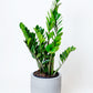 ZZ Plant | Zamioculcas Zamiifolia