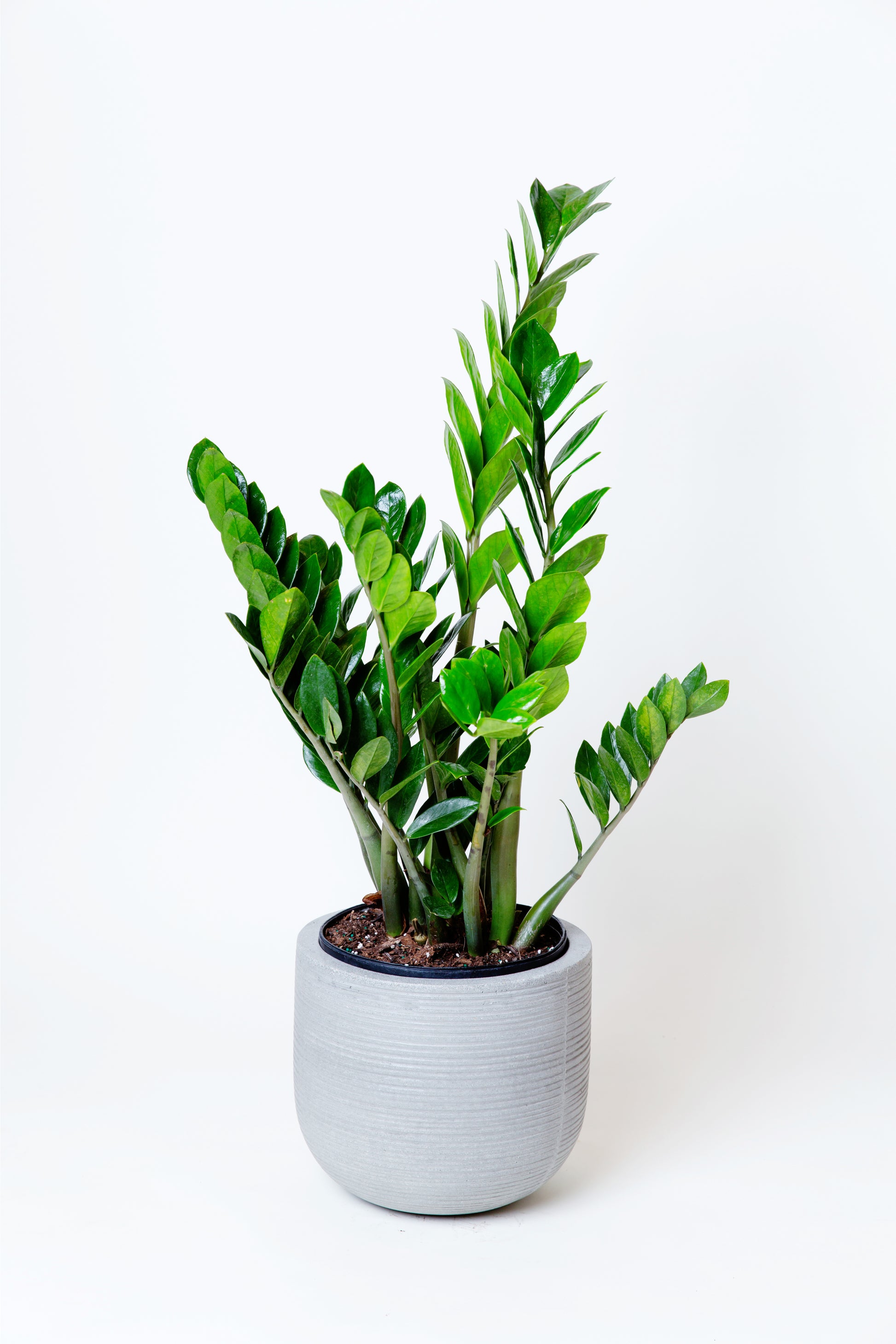 zamioculcas zamiifolia - plant zz - p21 ZZ Plant
