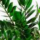 ZZ Plant | Zamioculcas Zamiifolia