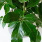 Umbrella Tree | Schefflera Actinophylla