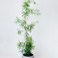 Japanese Yew Tree | Podocarpus Macrophyllus