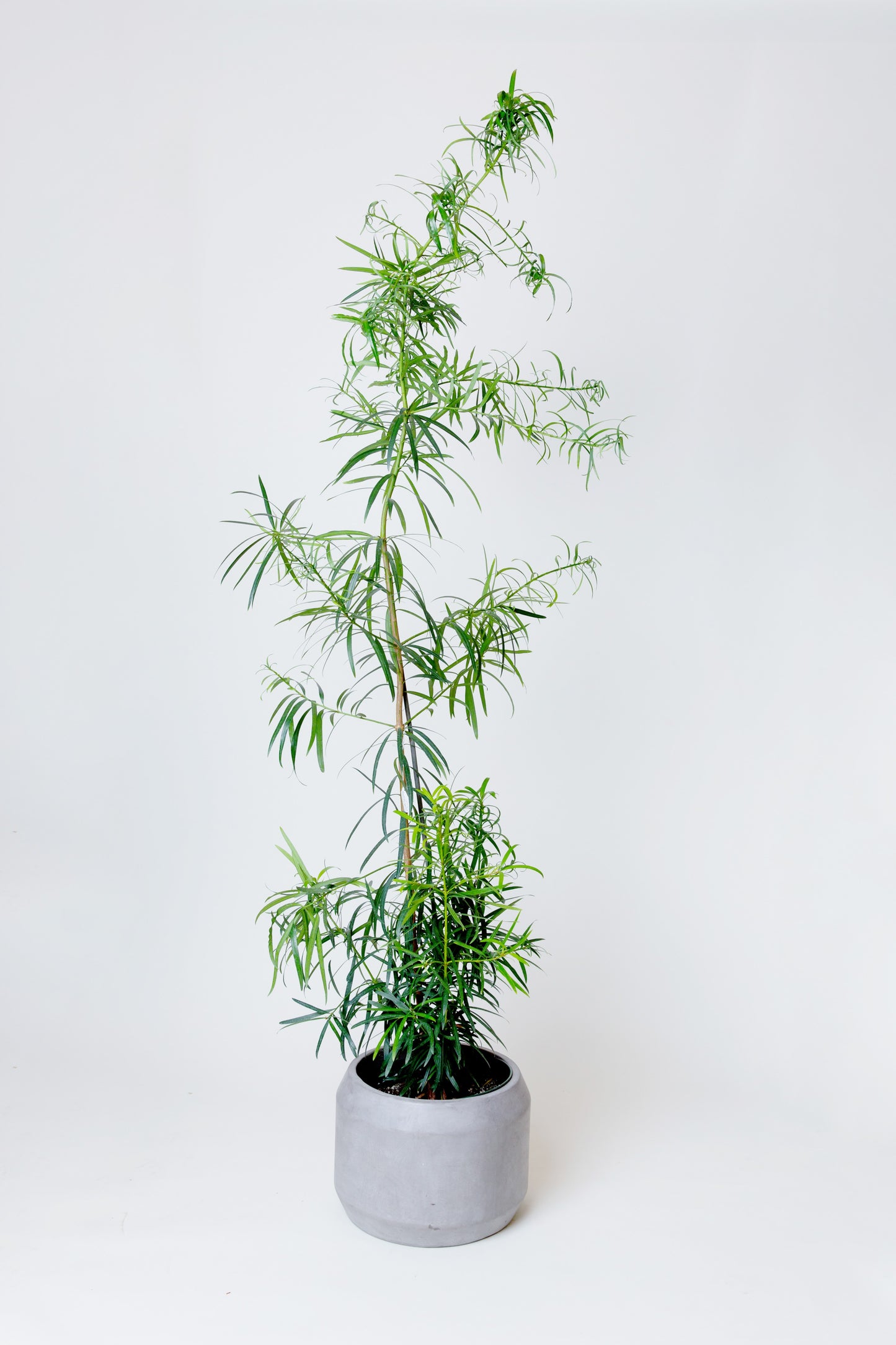 Japanese Yew Tree | Podocarpus Macrophyllus