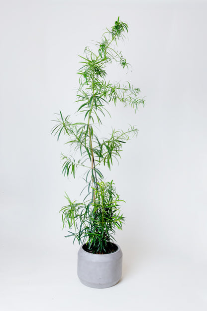 Japanese Yew Tree | Podocarpus Macrophyllus