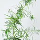 Japanese Yew Tree | Podocarpus Macrophyllus