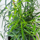 Japanese Yew Tree | Podocarpus Macrophyllus