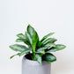 Chinese Evergreen | Aglaonema
