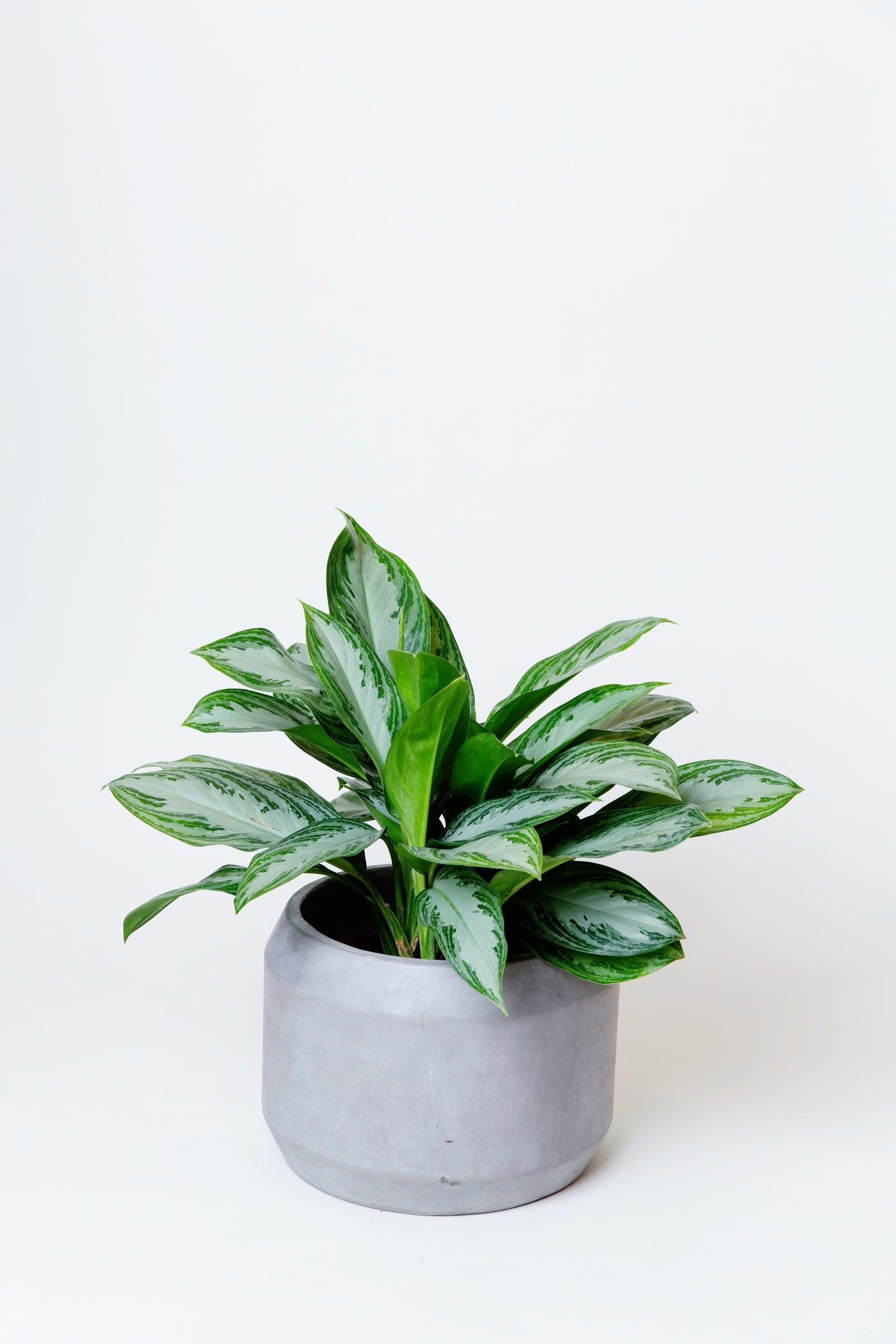 Chinese Evergreen | Aglaonema