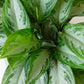Chinese Evergreen | Aglaonema
