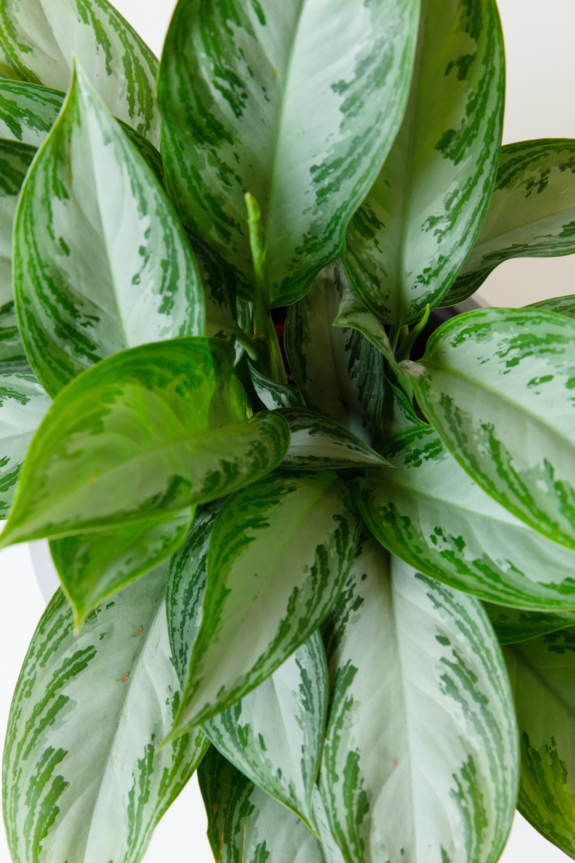 aglaonema chinese green Chinese Evergreen