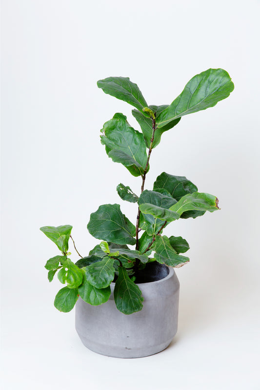 Fiddle Leaf Fig Tree | Ficus Lyrata