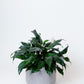 Peace Lily Plant | Spathiphyllum