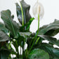 Peace Lily Plant | Spathiphyllum