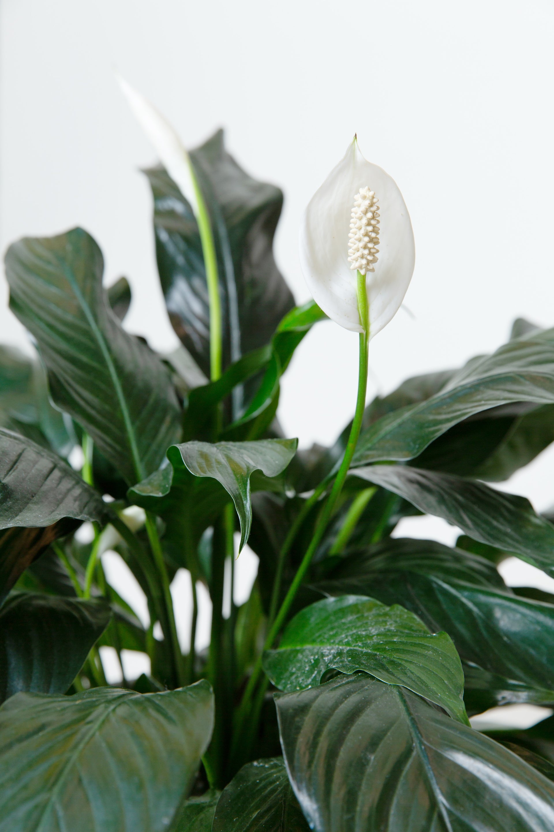 peace lily plant flower Peace Lily Plant