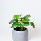 Prayer Plant | Calathea Orbifolia