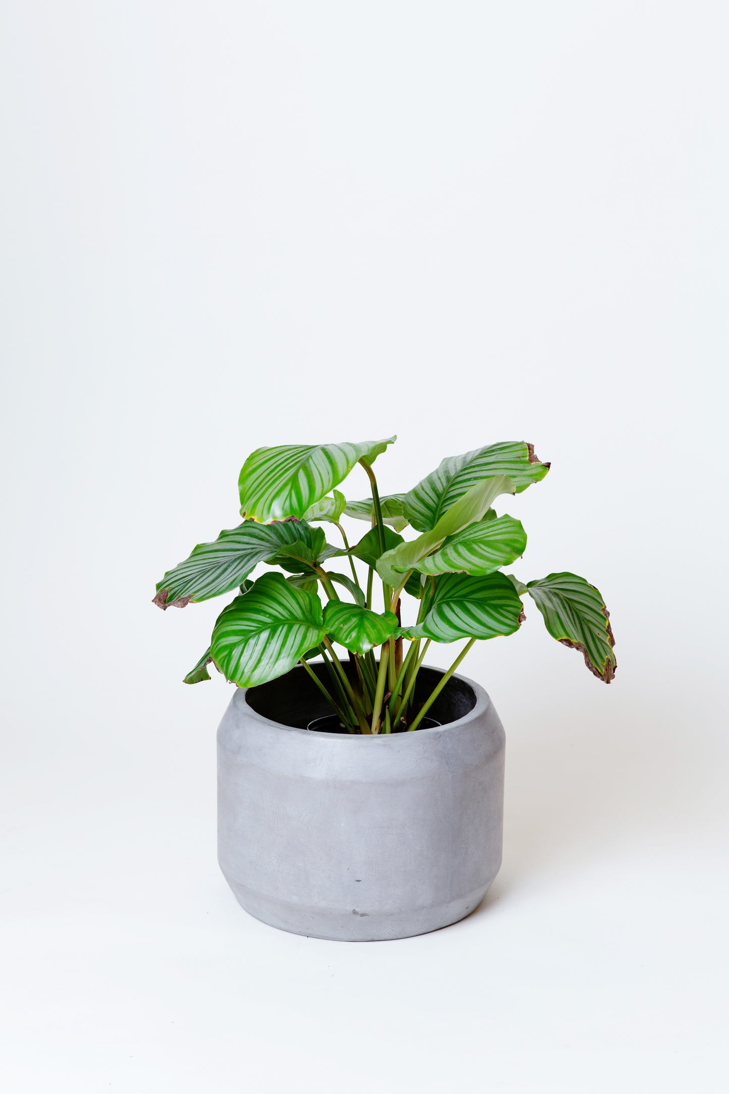 Prayer Plant | Calathea Orbifolia