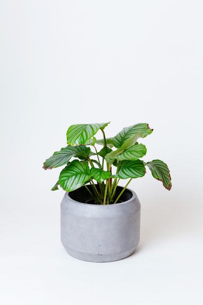 Prayer Plant | Calathea Orbifolia