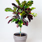 Magnificent Croton Topiary | Codiaeum Variegatum