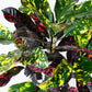 Magnificent Croton Topiary | Codiaeum Variegatum