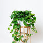 Golden Pothos (Devil's Ivy) Plant | Epipremnum Aureum