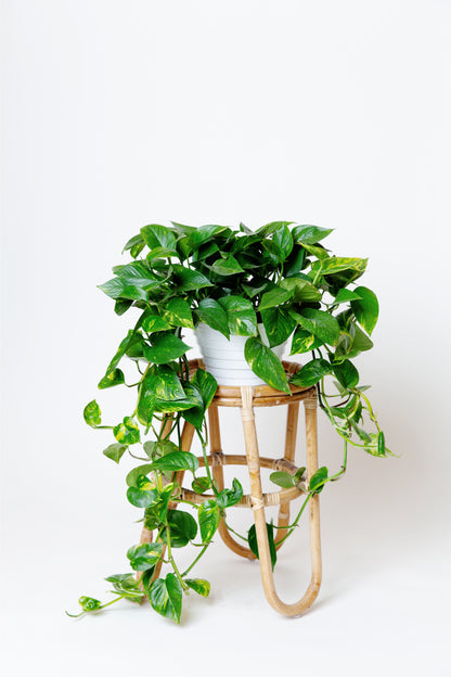Golden Pothos (Devil's Ivy) Plant | Epipremnum Aureum