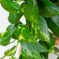 Golden Pothos (Devil's Ivy) Plant | Epipremnum Aureum