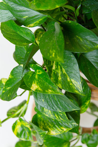Golden Pothos (Devil's Ivy) Plant | Epipremnum Aureum