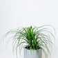 Pony Tail Plant(Large) | Beaucarnea Recurvata