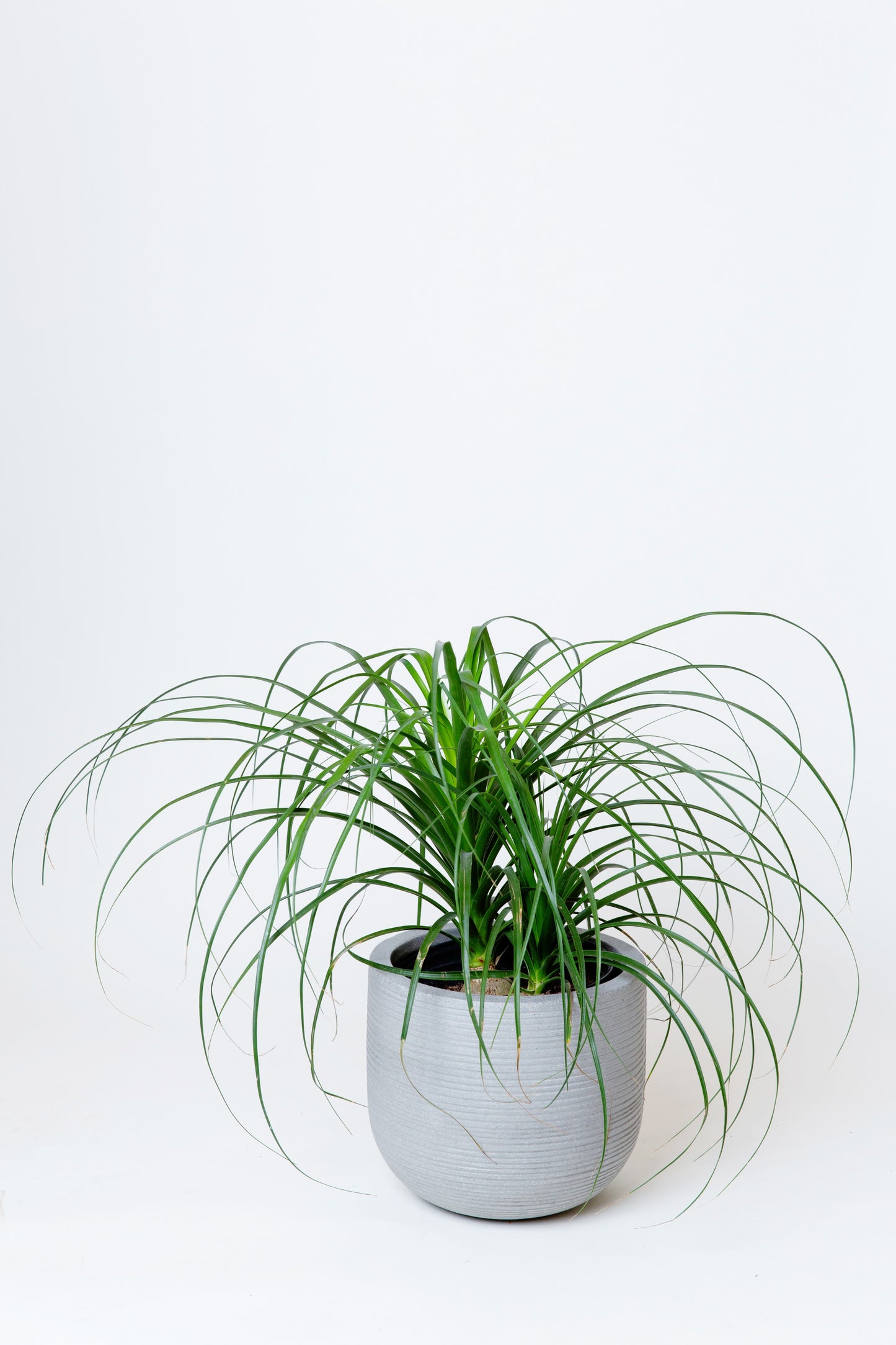 Pony Tail Plant(Large) | Beaucarnea Recurvata
