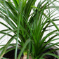 Pony Tail Plant(Large) | Beaucarnea Recurvata