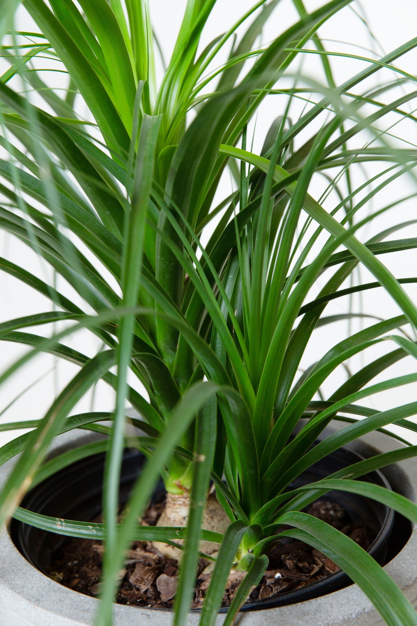 Pony Tail Plant(Large) | Beaucarnea Recurvata