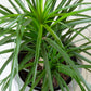 Pony Tail Plant(Large) | Beaucarnea Recurvata