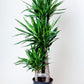 Yucca Cane Plant | Yucca Gigantea