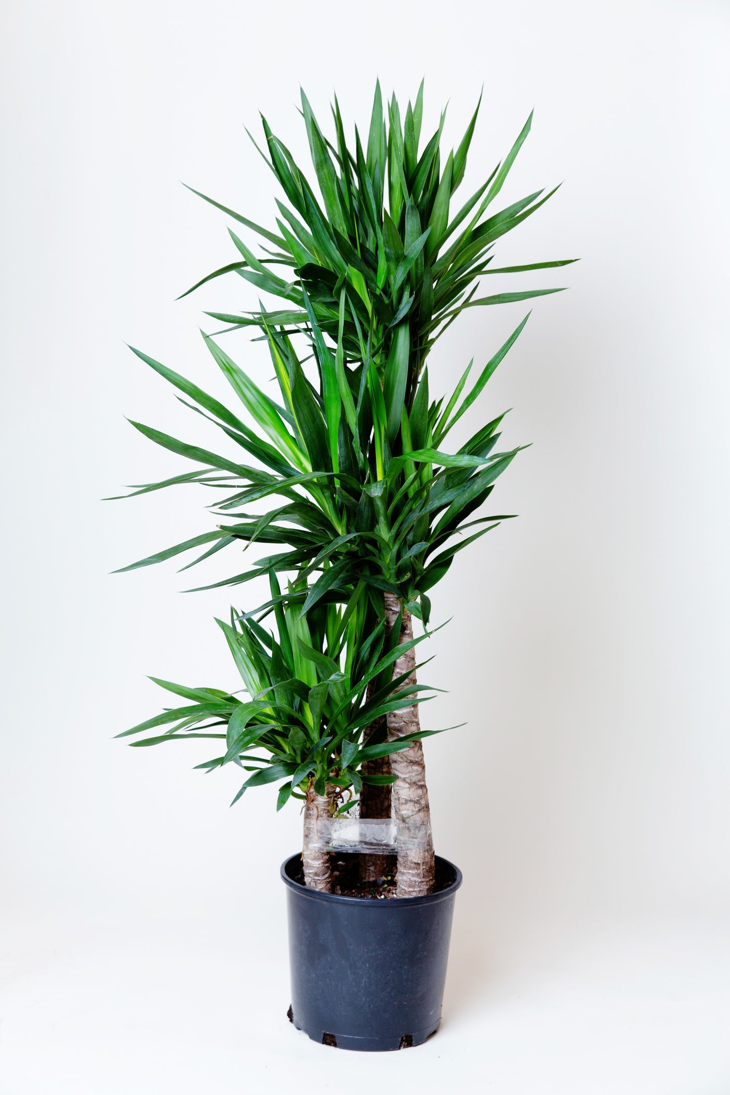 Yucca Cane Plant | Yucca Gigantea