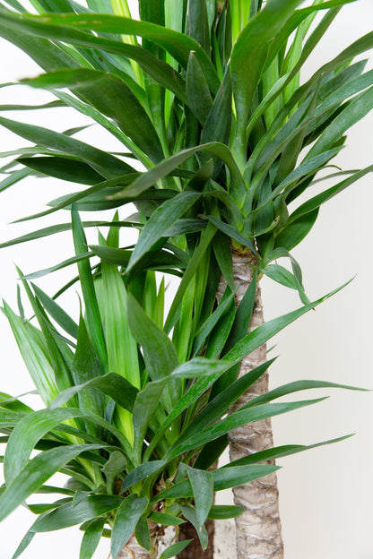 dracaena yucca cane plant care Yucca Cane Plant