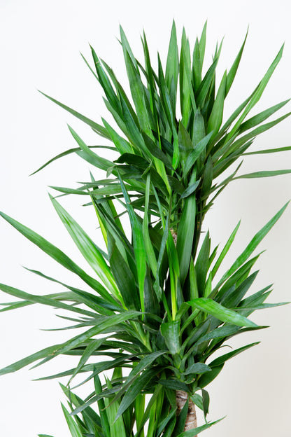 yucca cane toxic to cats Yucca Cane Plant