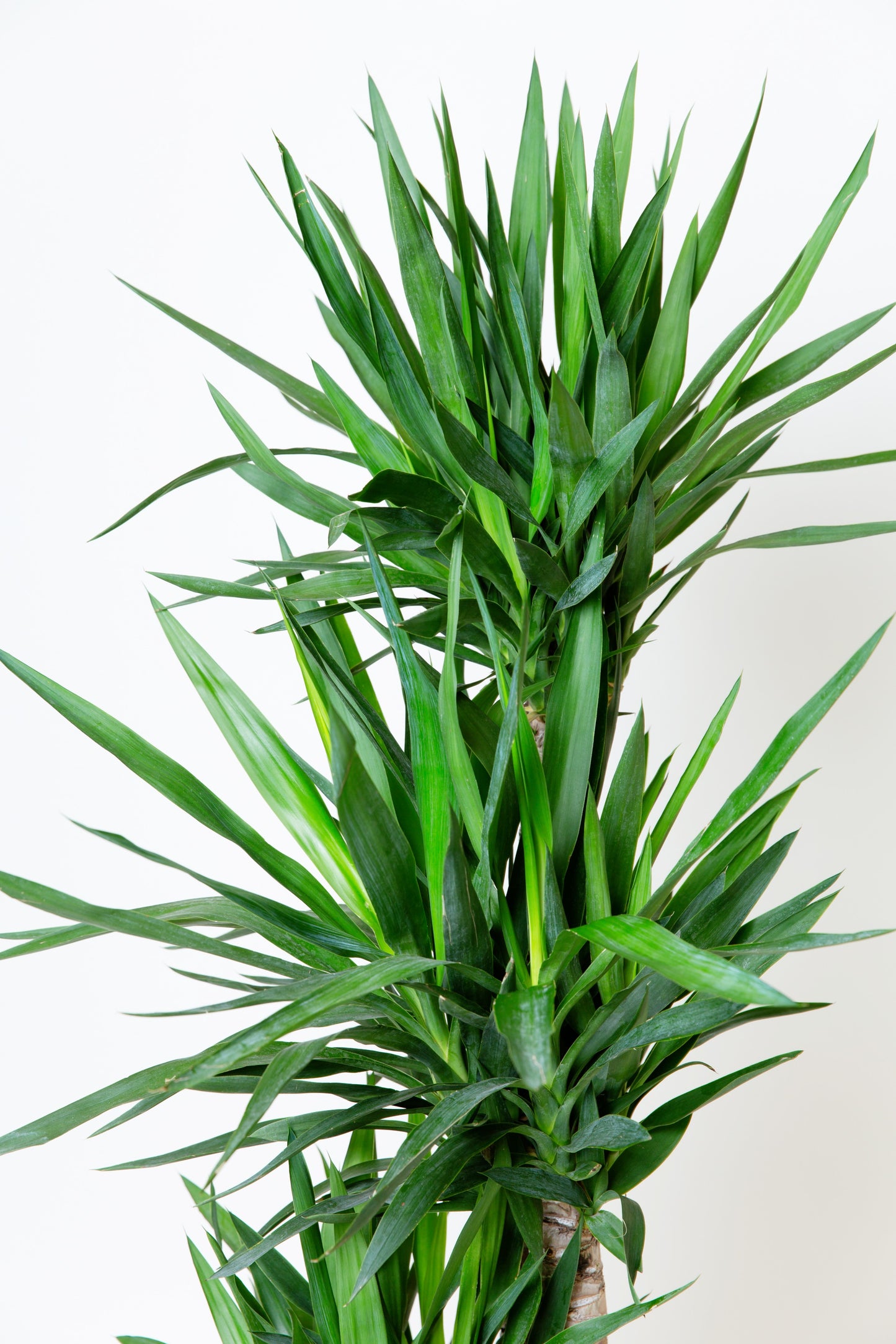 Yucca Cane Plant | Yucca Gigantea