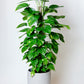 Golden Pothos "Large Leaf" Plant | Epipremnum Aureum