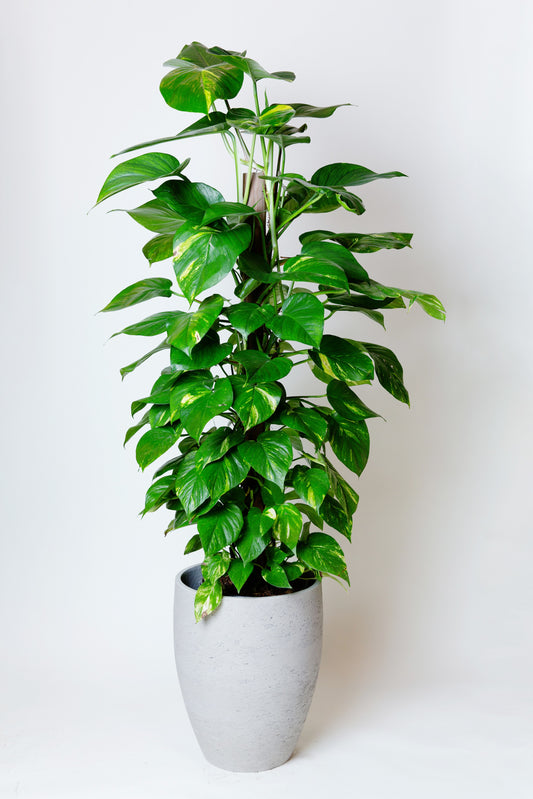 Golden Pothos "Large Leaf" Plant | Epipremnum Aureum